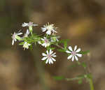 Calico aster